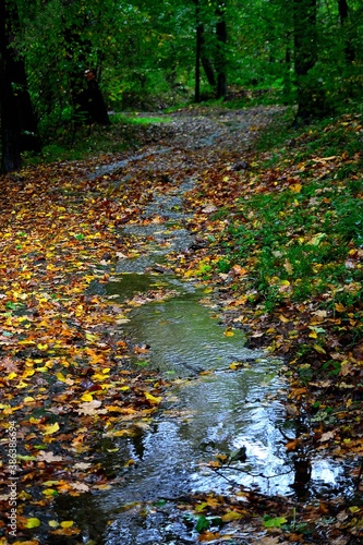 Autumn view of a small stream created after rains on a forest path