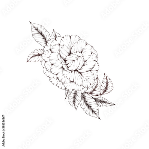 Photo delicate white flower design element, camelia line art