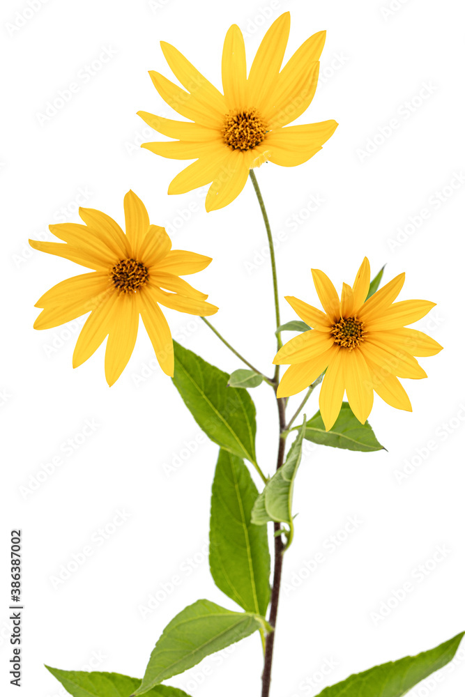 Fototapeta premium Flowers of Jerusalem Artichoke (Earth Apple), lat. Helianthus tuberosus L. or girasol, isolated on white background