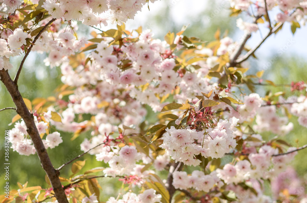 Cherry blossoms - close-up sakura branches with white and pink flowers - beautiful spring natural photo Cherry blossoms - close-up sakura branches with white and pink flowers - beautiful spring natural photo