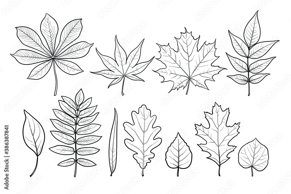 illustration of tree leaves. chestnut, maple, ash, birch, oak, willow, rowan, poplar...