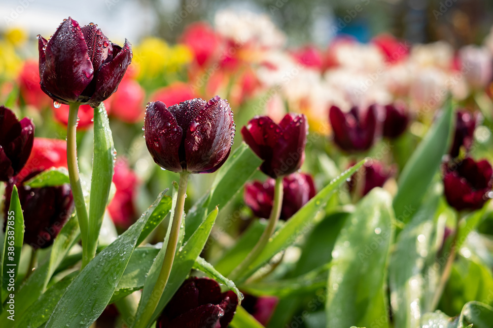 Beautiful Tulip Flower in spring tulips garden. landscape at the middle of summer . Nature background. Beautiful Tulip Flower in spring tulips garden. landscape at the middle of summer . Nature background.