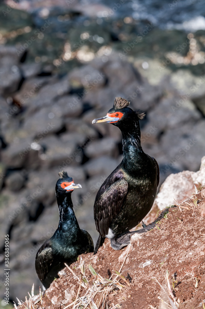 Obraz premium Red-faced Cormorant (Phalacrocorax urile) at St. George Island, Alaska, USA