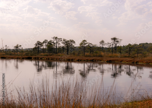 traditional peat swamp landscape, bog vegetation painted in autumn, grass, moss covers the ground, bog pines