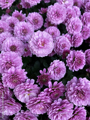 pink hydrangea flowers