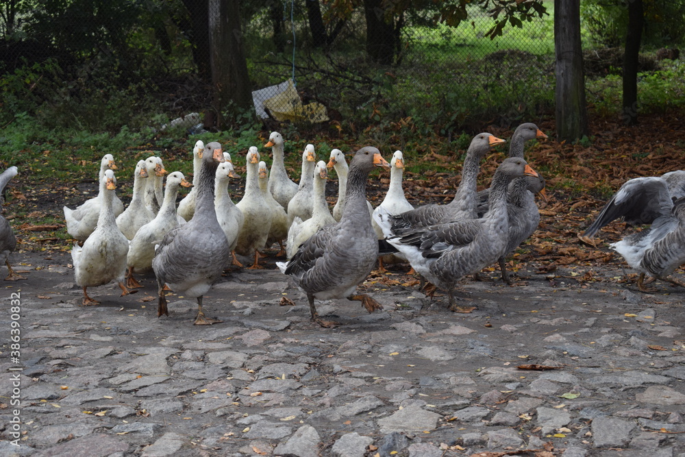 Fototapeta premium group of ducks and geese