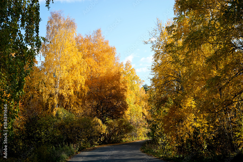 Indian summer - an asphalt path in a city park among trees with bright yellow and orange foliage. Autumn background.