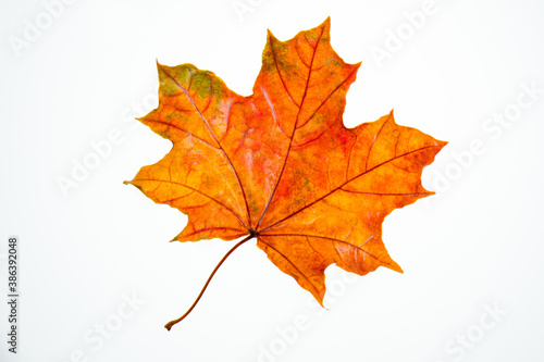 wet, fallen, orange maple leaf on a white background isolate, autumn background, leaf fall, autumn welcome