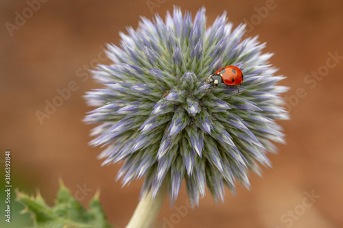 A macro closeup image of a red and black ladybug or ladybird crawling across the lavender and white colored bloom of a globe thistle plant.