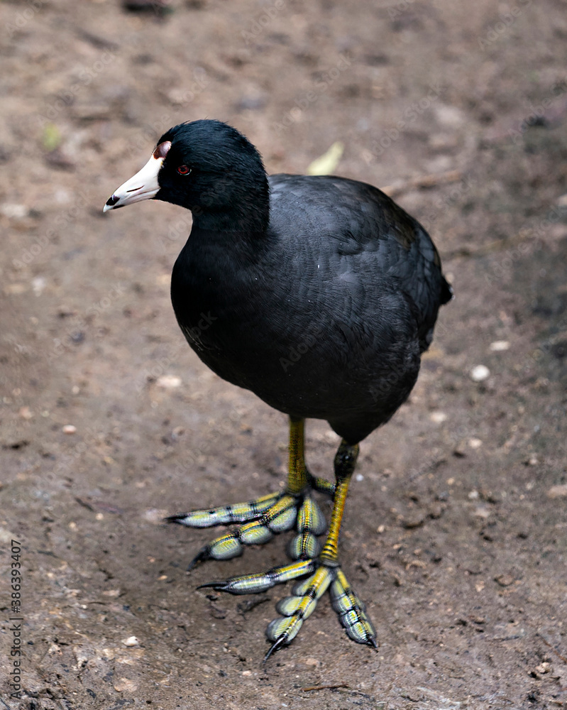 Black Scoter or American Scoter Stock Photos. Black scoter bird. Black scoter duck. Black Scoter or American Scoter Stock Photos. Black scoter bird. Black scoter duck.