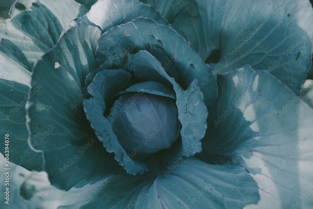 Obraz premium Close-up of a bed of cabbage with blue and green leaves in a vegetable garden, grown in autumn harvest of fresh veggie vegetable for winter harvesting and pickles. Background for a pest exterminator