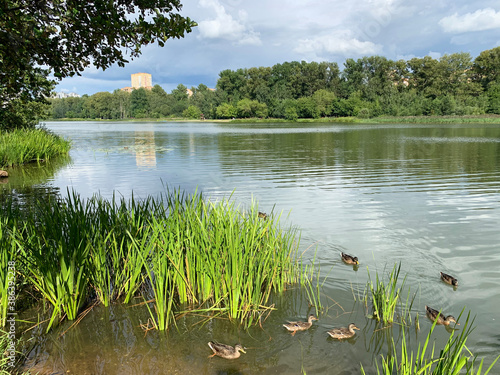 Ducks swimming in the Pekhorka river in summer. Moscow region, city of Balashikha, Russia photo