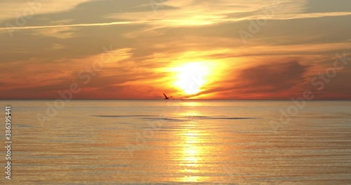 Wallpaper Mural silhouette of birds on a yellow sunset background. Summer beautiful sea sunset on a beach.  Torontodigital.ca