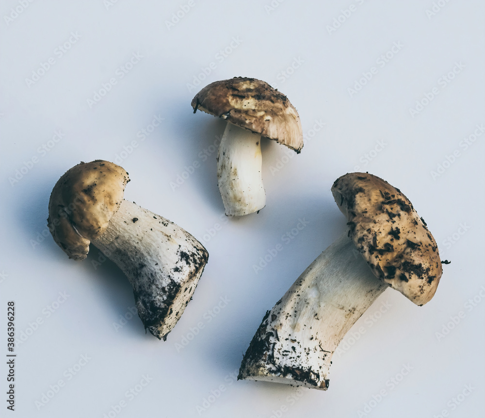 Fresh porcini mushrooms and fallen oak leaves. Autumn background Fresh porcini mushrooms and fallen oak leaves. Autumn background