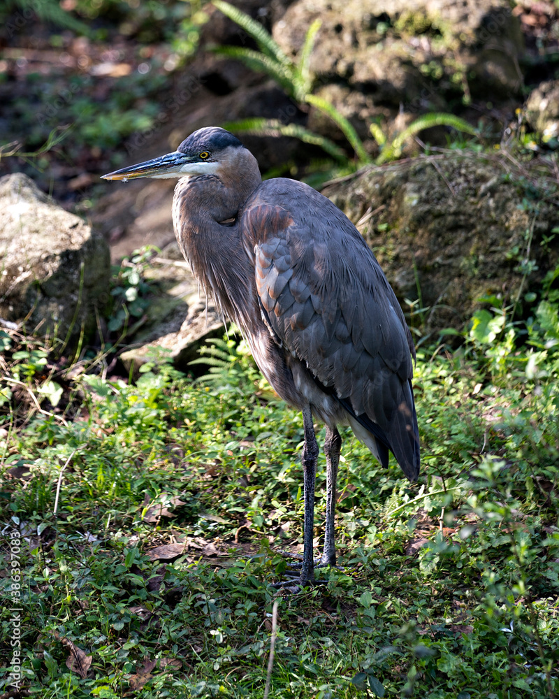 Fototapeta premium Blue Heron Stock Photos. Close-up profile view standing on green foliage with a moss and rocks background and foliage, displaying blue feathers plumage, in its environment and habitat. Image. 