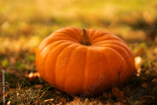Autumn pumpkin lies on the sunlit lawn