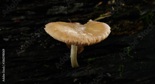 mushroom in the mountains in autumn