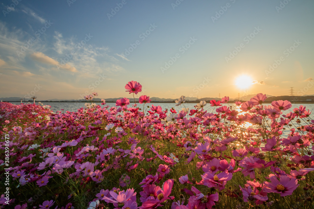 Fototapeta premium 夕日とコスモス 水巻町コスモス園 福岡県水巻町 Sunset and Cosmos Mizumaki town Cosmos garden Fukuokaken Mizumaki town