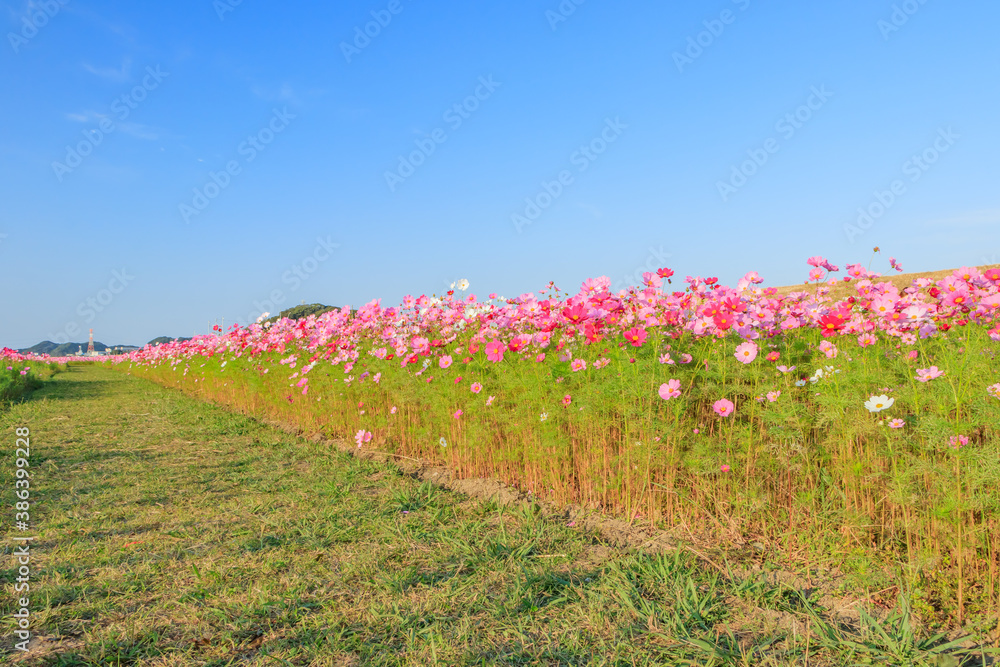 custom made wallpaper toronto digitalコスモス　水巻町コスモス園　福岡県水巻町　Cosmos Mizumaki town Cosmos garden Fukuokaken Mizumaki town