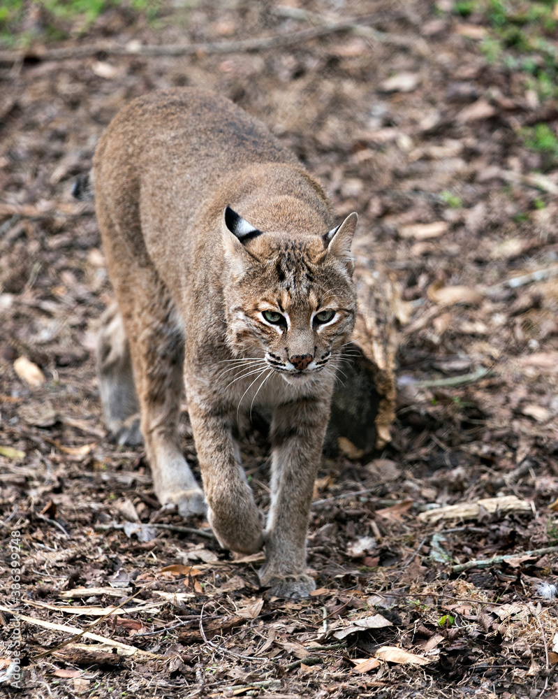 Bobcat stock photos. Picture. Image. Portrait. Walking towards the camera. Brown background.