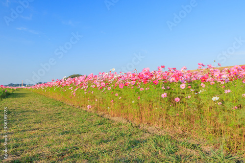 Wallpaper Mural コスモス　水巻町コスモス園　福岡県水巻町　Cosmos Mizumaki town Cosmos garden Fukuokaken Mizumaki town Torontodigital.ca