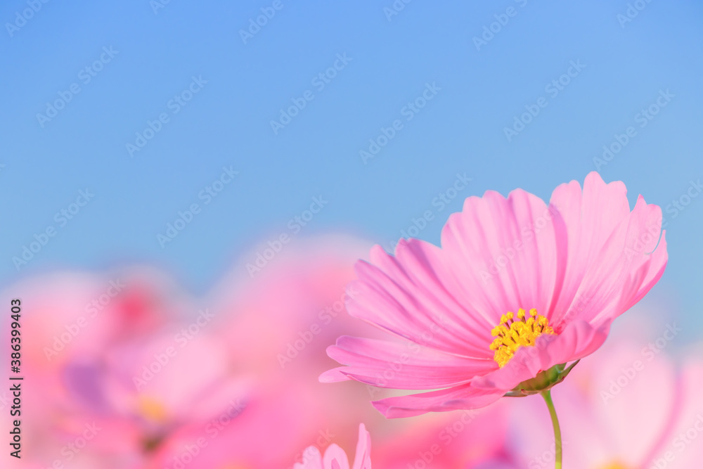 コスモス(マクロ) 水巻町コスモス園 福岡県水巻町 Cosmos (Macro) Mizumaki town Cosmos garden Fukuokaken Mizumaki town コスモス(マクロ) 水巻町コスモス園 福岡県水巻町 Cosmos (Macro) Mizumaki town Cosmos garden Fukuokaken Mizumaki town