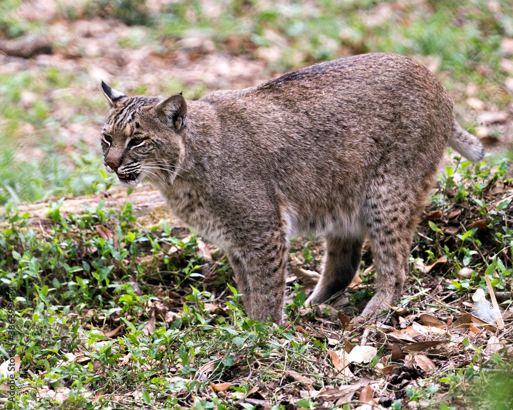 Obraz premium Bobcat Stock Photos. Bobcat close up profile view displaying head, ears, eyes, nose, mouth, whisker, paws, brown fur in its environment and habitat. Picture. Image. Portrait. 
