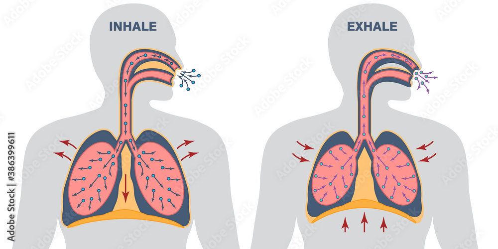 Infographics of breathing cycle, inspiration and expiration, gas exchange, visualisation of lung voulme during inhale and exhale, work of diaphragm - obrazy, fototapety, plakaty 