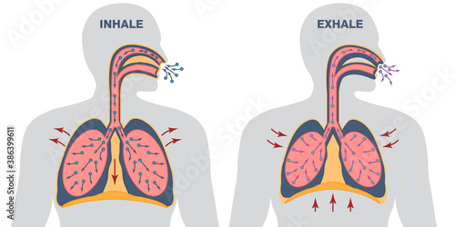 Infographics of breathing cycle, inspiration and expiration, gas exchange, visualisation of lung voulme during inhale and exhale, work of diaphragm photo