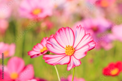                                                                               Cosmos  Macro  Mizumaki town Cosmos garden Fukuokaken Mizumaki town