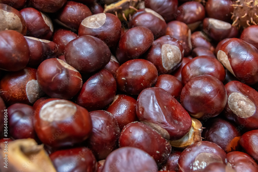 Plenty of horse chestnuts as winter food for horses and wild animals with burgundy brown fruits are a decorative horse chestnut background in fall and autumn in high angle view in october forest mood Plenty of horse chestnuts as winter food for horses and wild animals with burgundy brown fruits are a decorative horse chestnut background in fall and autumn in high angle view in october forest mood