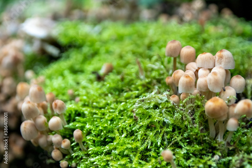 Quadro su tela Little mushrooms with small helmets on vibrant green moss in a forest clearing s