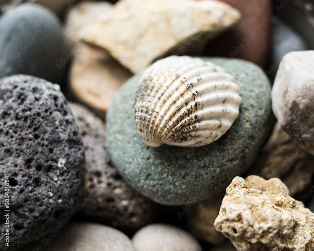 seashells on the beach