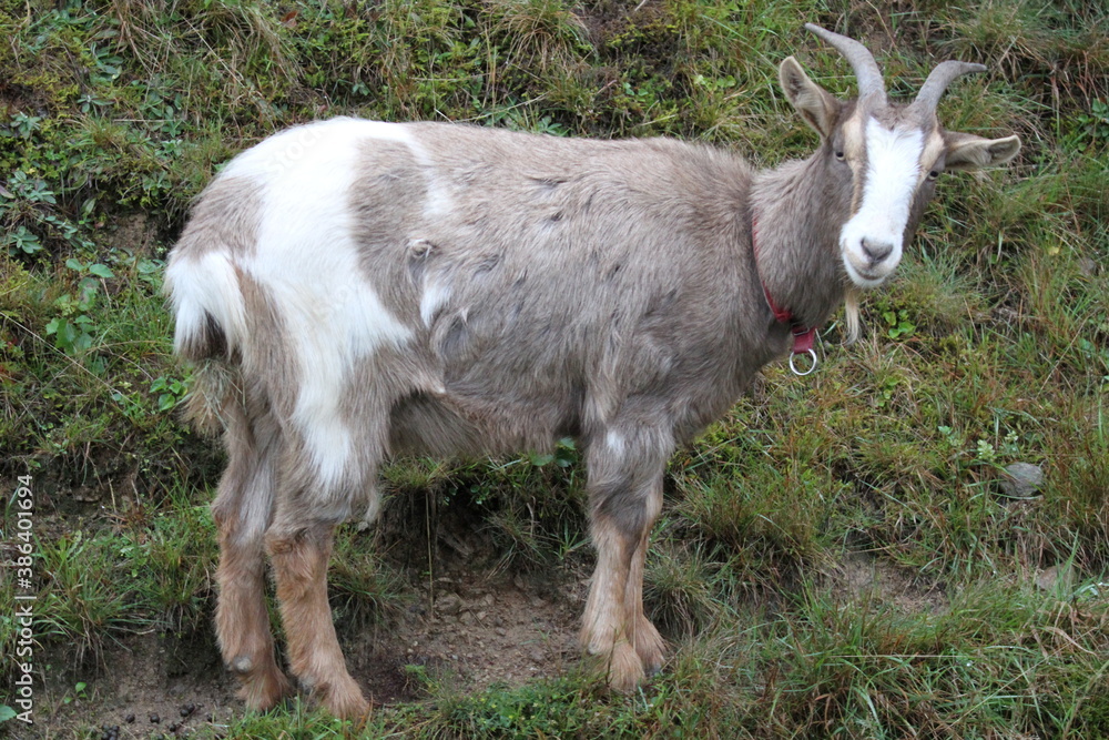 Obraz premium Tier , Ziege , Natur, Schwarzwald, tourismus, Deutschland, germany , black forest, goat, animal, tourism, travel, reisen, sommer, summertime, summer,