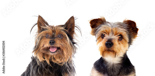 Fototapeta Naklejka Na Ścianę i Meble -  Two cute puppies Yorkshire Terrier