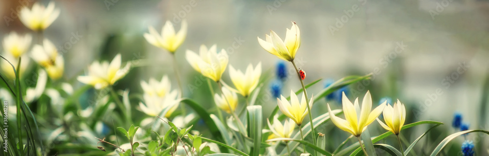Beautiful yellow flowers and ladybug on a background of green leaves in the sunlight, abstract blurred background, soft focus. Beautiful yellow flowers and ladybug on a background of green leaves in the sunlight, abstract blurred background, soft focus.