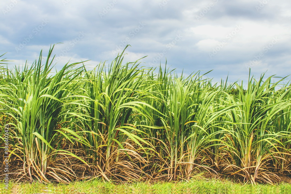 Fototapeta premium Sugar cane field (Saccharum Officinarum) with the blue sky background in rural agriculture