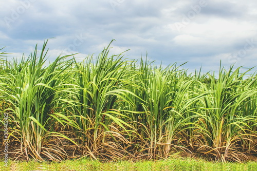 Sugar cane field  Saccharum Officinarum  with the blue sky background in rural agriculture