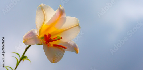 Easter Lily on Blue Background