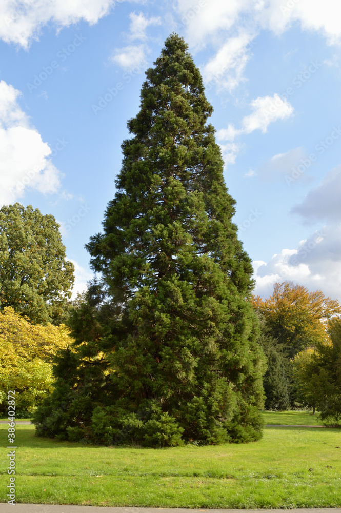 Mammutbaum im Park in Dortmund, Deutschland