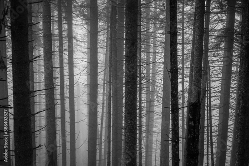 Fototapeta Naklejka Na Ścianę i Meble -  Forest