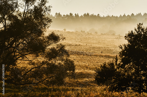 Fototapeta Naklejka Na Ścianę i Meble -  View of beautiful fog in the morning. Flock of sheep and silhouettes of trees. Hills in the Beskids, Poland in the autumn.