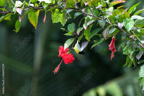 Purple rumped sunbird having nector in flowers photo