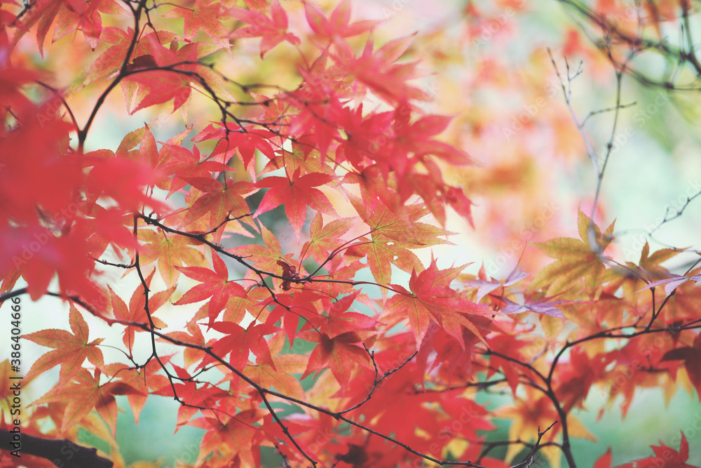 Red colours of the Japanese maple during the autumn.