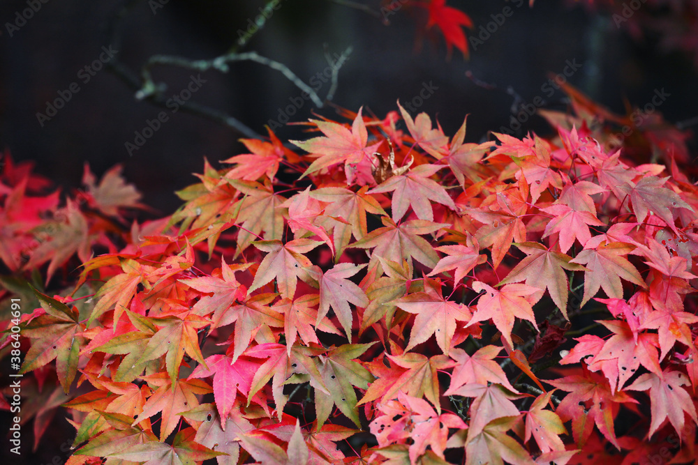 Red and pink colours of the Japanese maple during the autumn. Red and pink colours of the Japanese maple during the autumn.