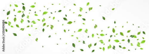 Green Leaves Tree Vector Panoramic White 