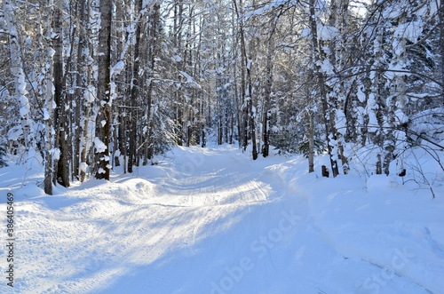 Heavy snowfall in the Siberian forest. Baikal shore near Vydrino village. Russia. January 2020. 