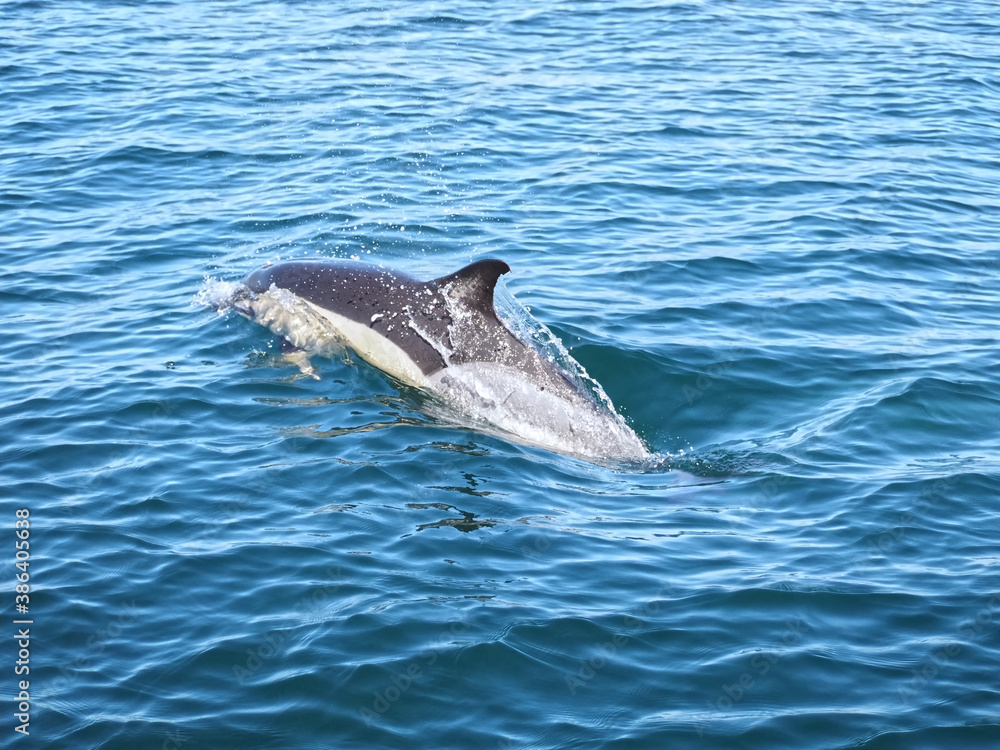 Fototapeta premium Free dolphins swimming and fishing in the sea