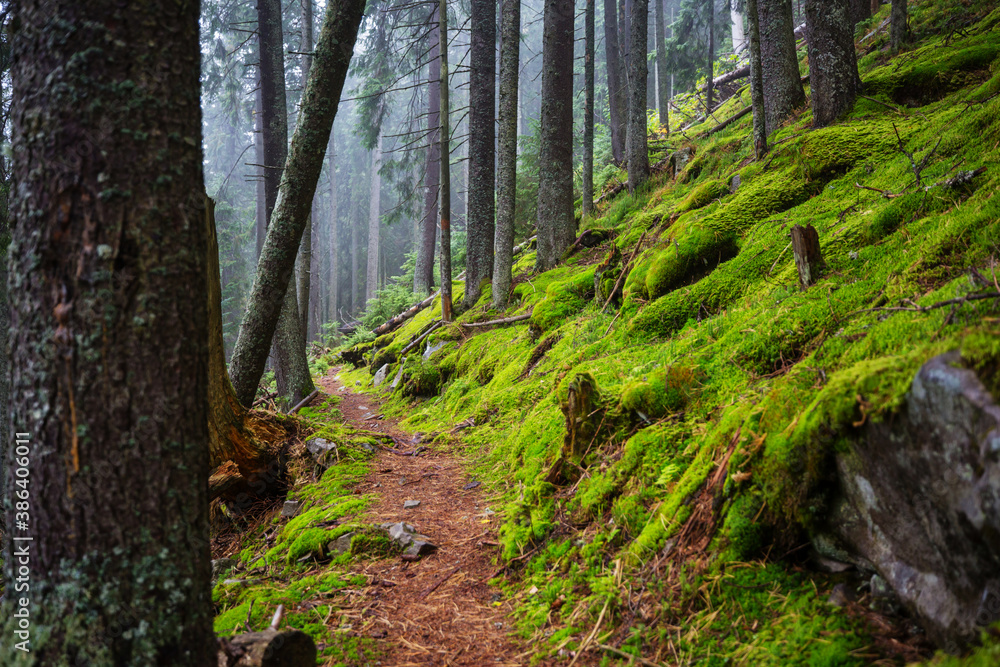 Fototapeta premium Green forest