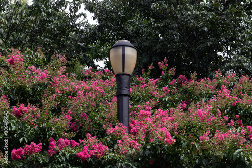 Street Light at McCarren Park in Williamsburg Brooklyn with Beautiful Pink Flowers during Summer photo